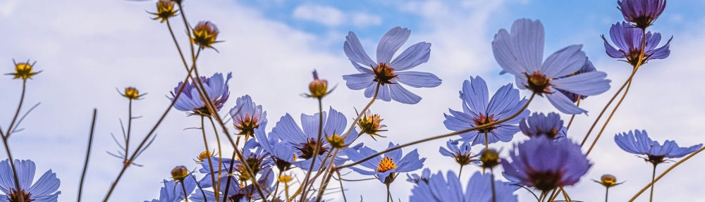 ESCOLA LA BASSA  ED. INFANTIL