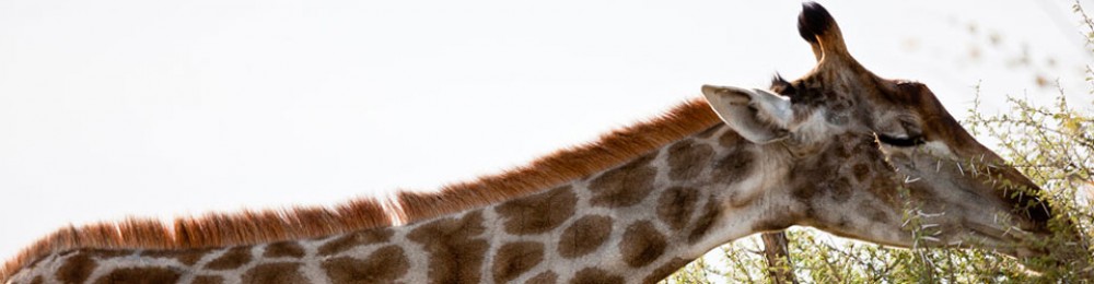 La classe de les girafes