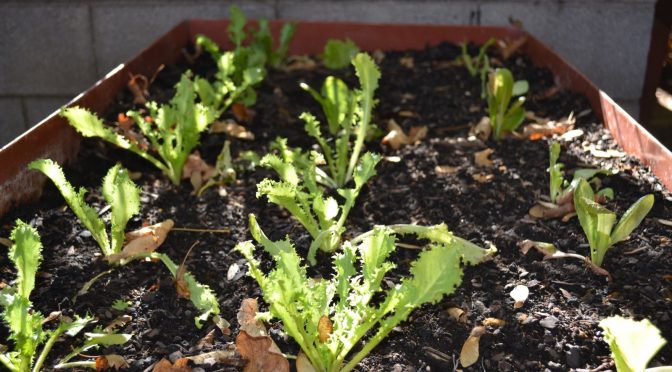 PROJECTE ESCOLA VERDA