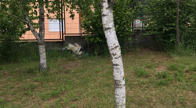 Bedoll (Betula pendula)