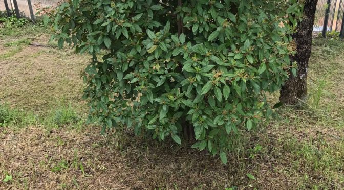 Marfull (Viburnum tinus)