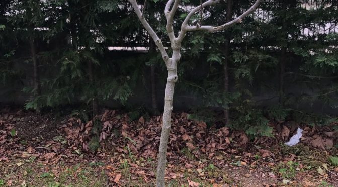 Figuera (Ficus Carica)