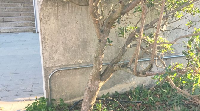 Arboç (Arbutus Unedo)