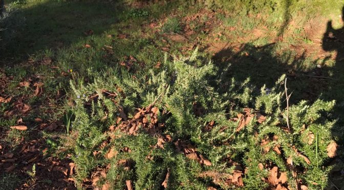 Romaní (Rosmarinus officinalis)