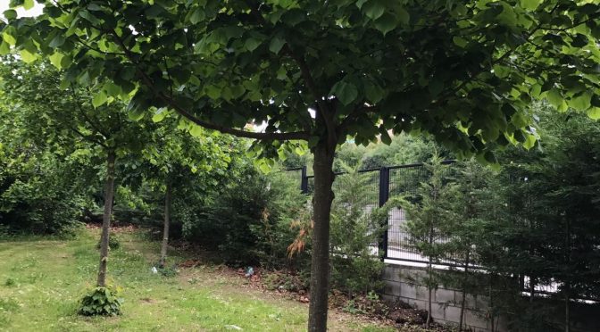 Til·ler (Tilia Tomentosa)