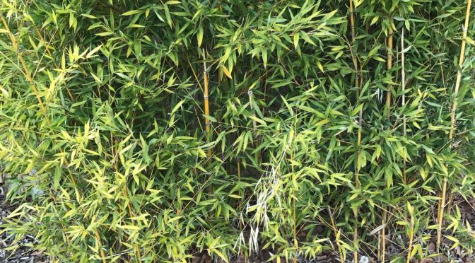 Bambú (Bambusa vulgaris)