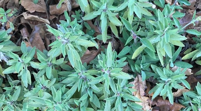 Sàlvia (Salvia officinalis)