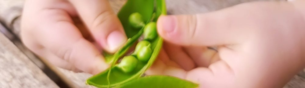 ELS PESOLETS Llar d'Infants Municipal 