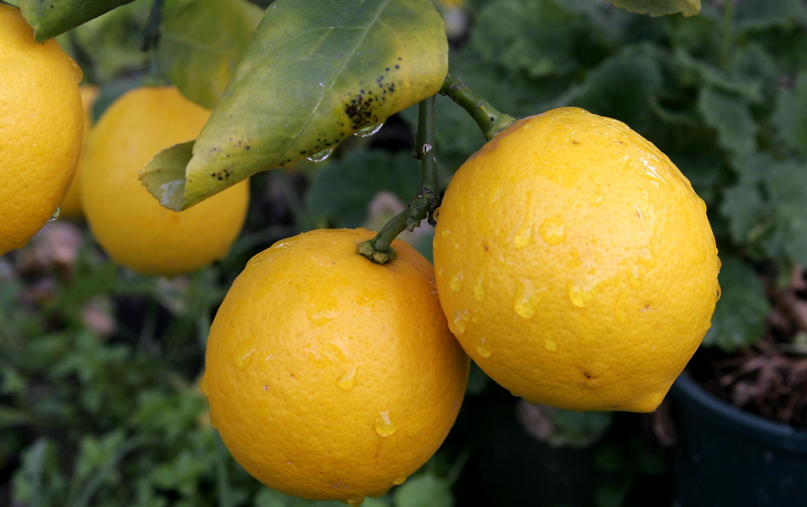 LES LLIMONES