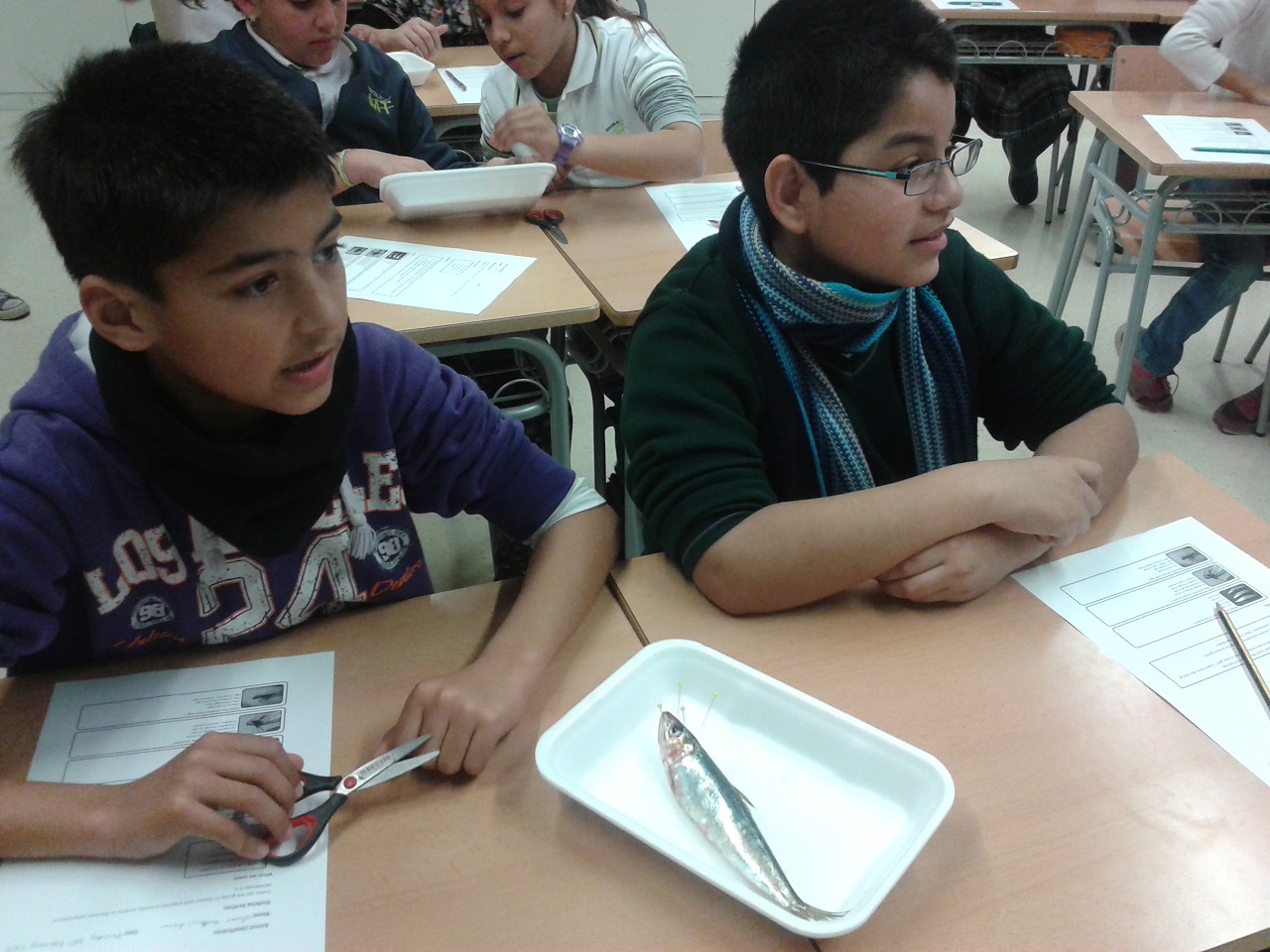 our faces before the sardine 9