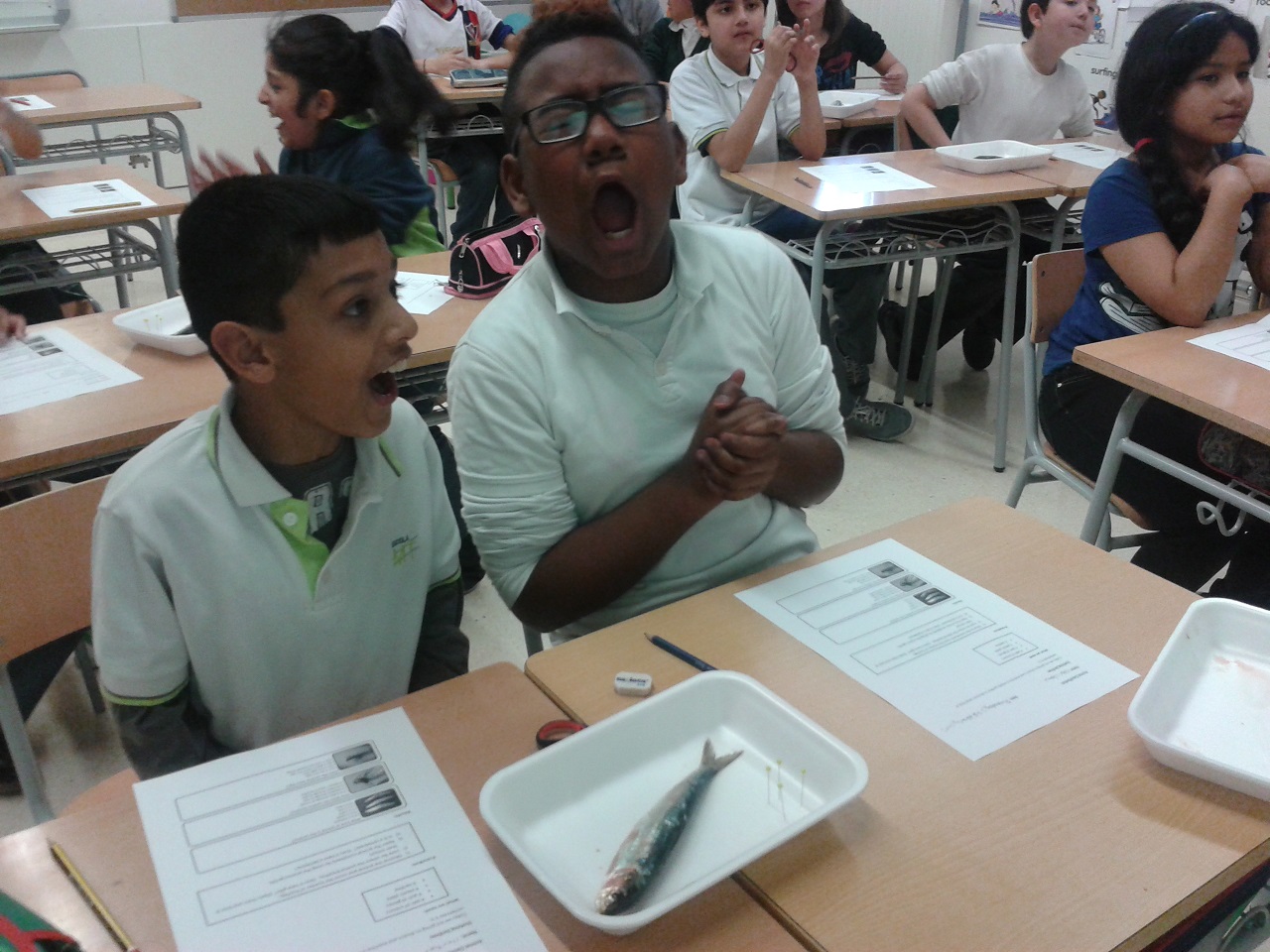 our faces before the sardine 7