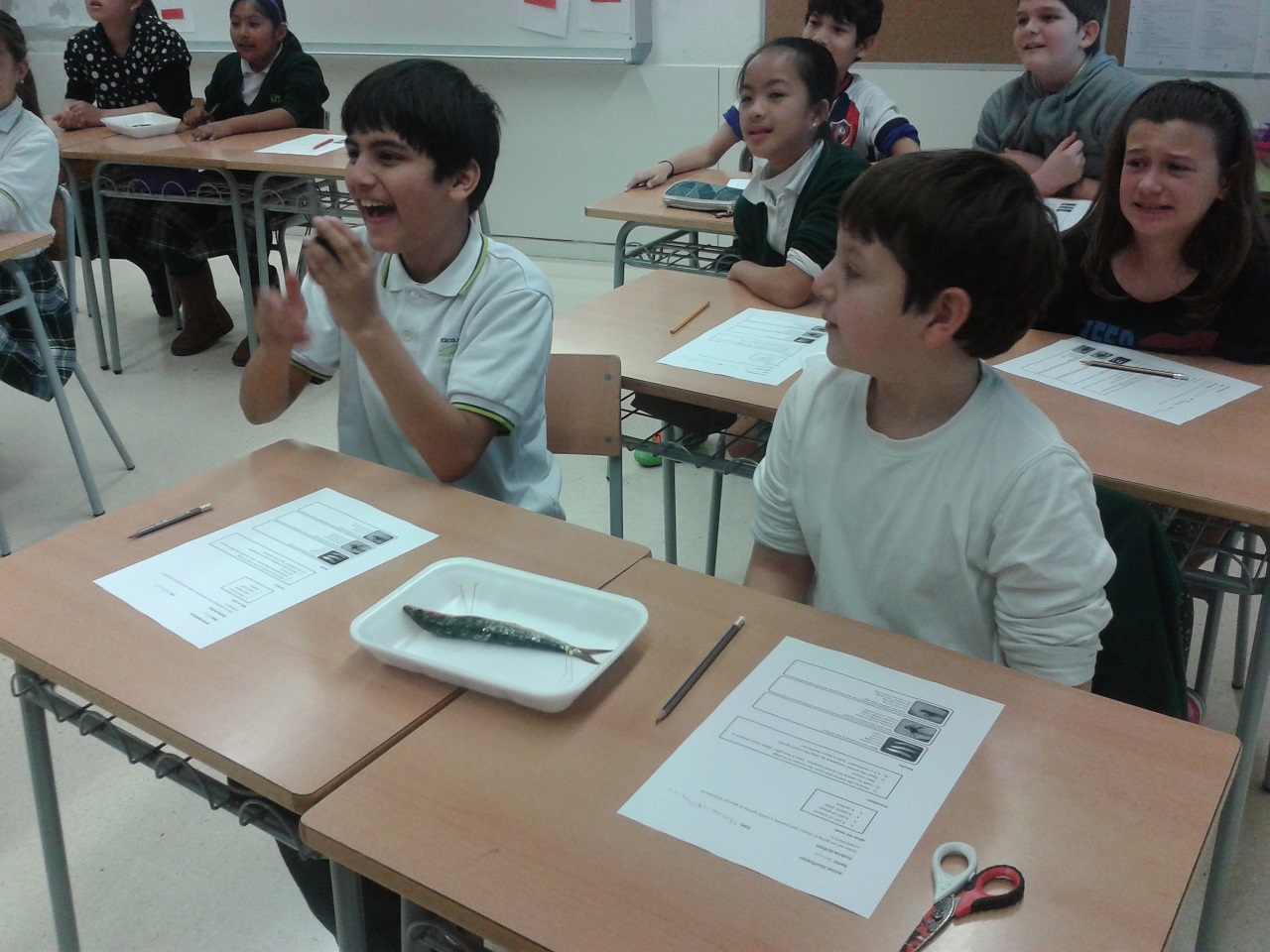 our faces before the sardine 5