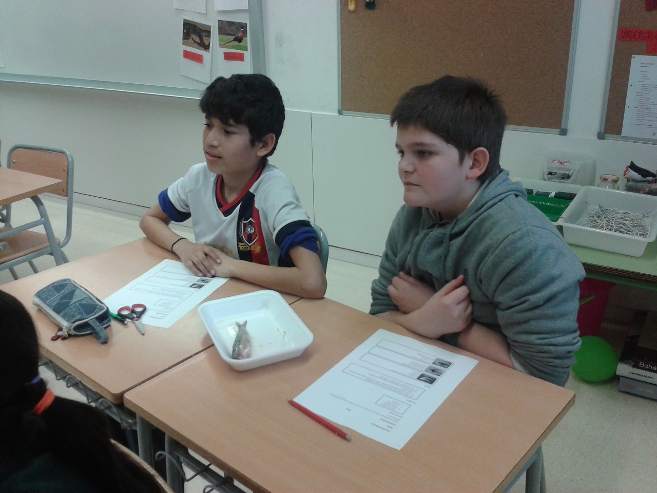 our faces before the sardine 3