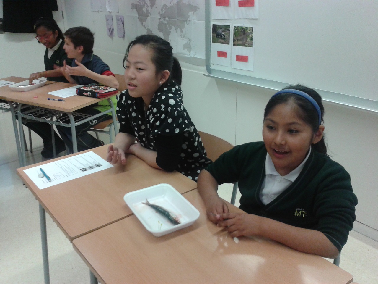 our faces before the sardine 2