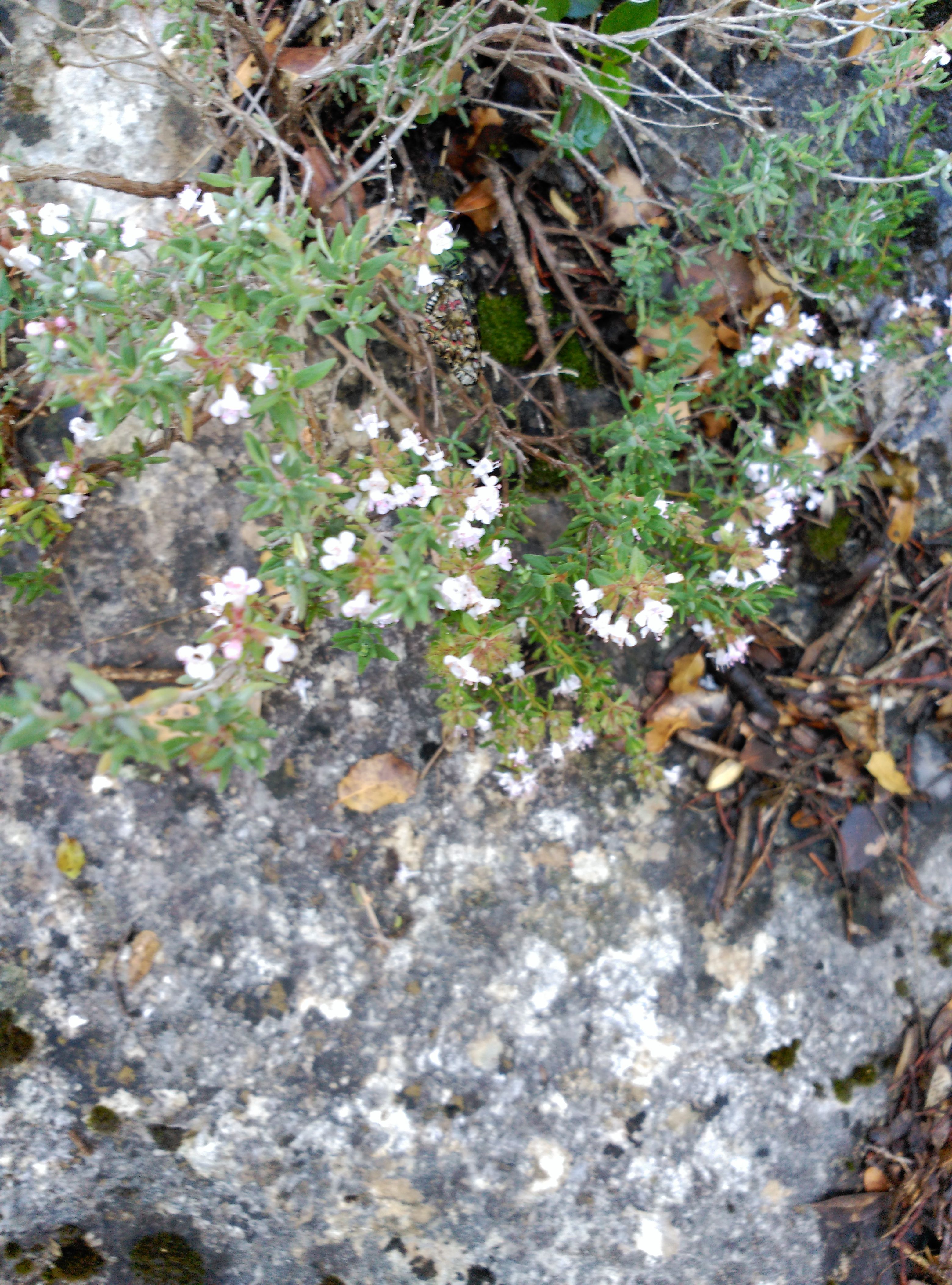 IMG_20180519_110935-compressor