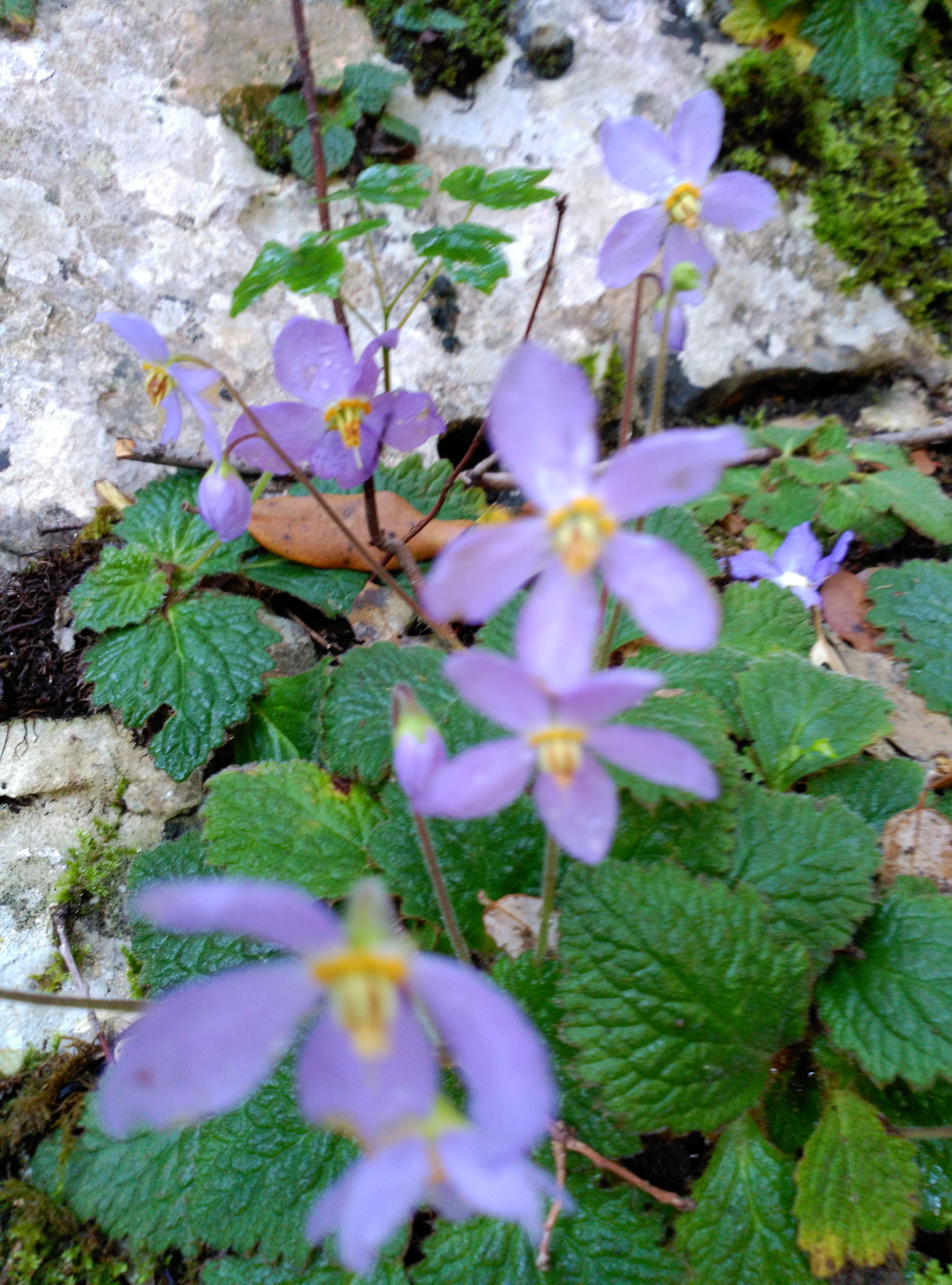 IMG_20180519_111748-compressor