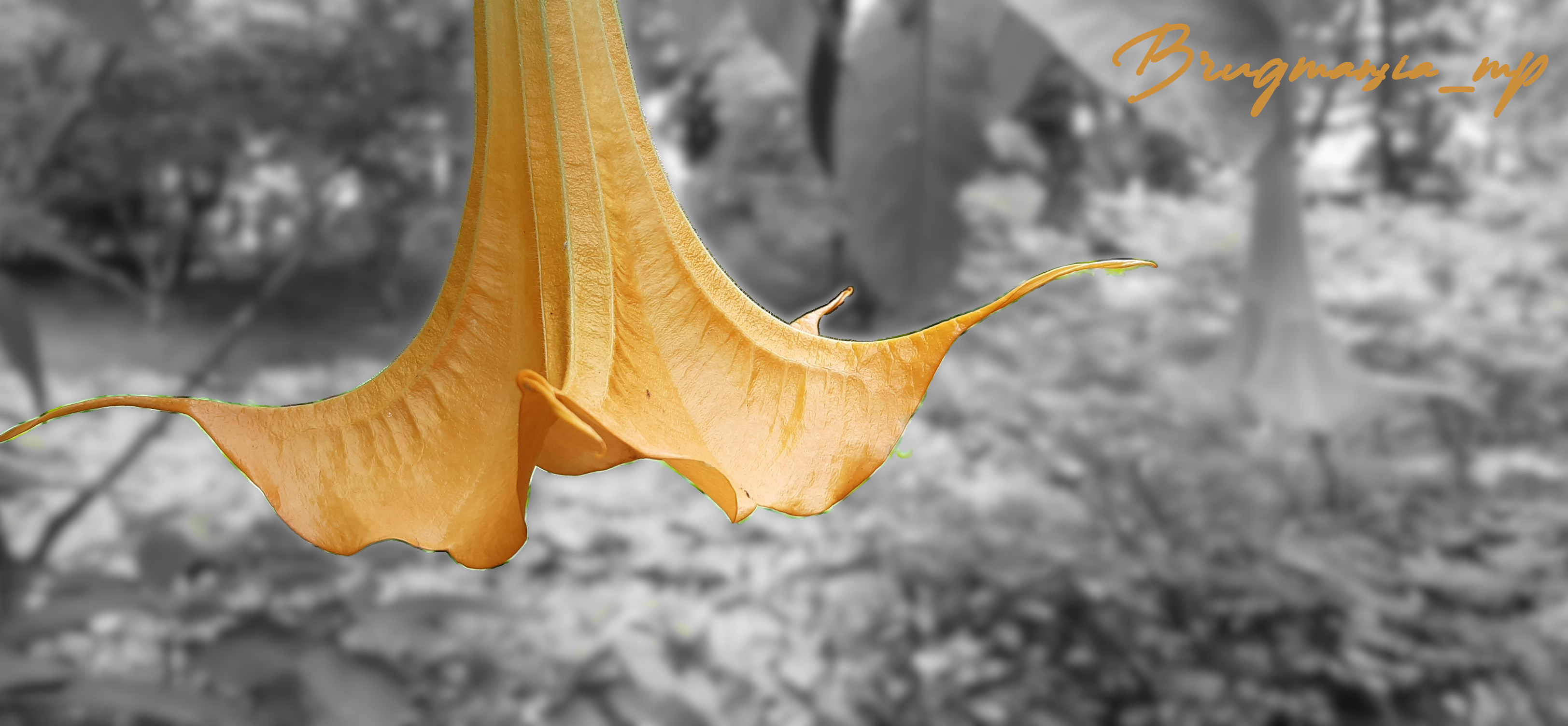 flor_brugmansia