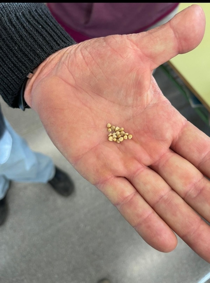 vida, terra i arrels (2)