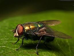 mosca1