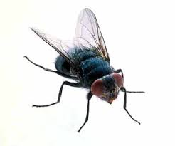 mosca2