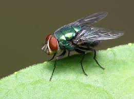 mosca3