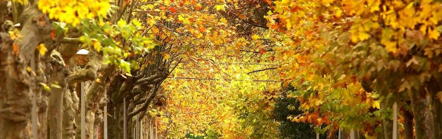 Descobrim la literatura