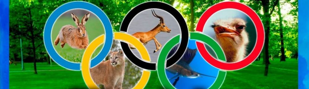 OLIMPIANIMALS 