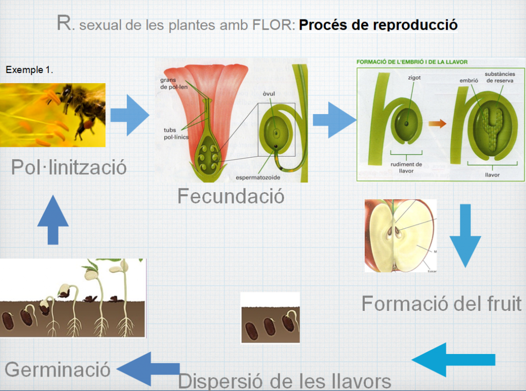 Reproducció de les plantes | El bloc de 6è del Pau Casals curs 18-19