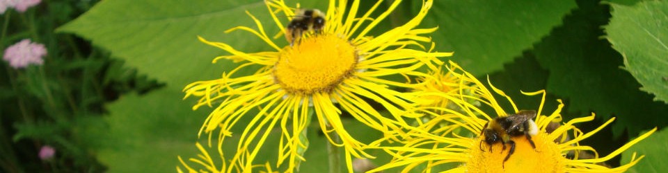 Escola Pax-Escola verda