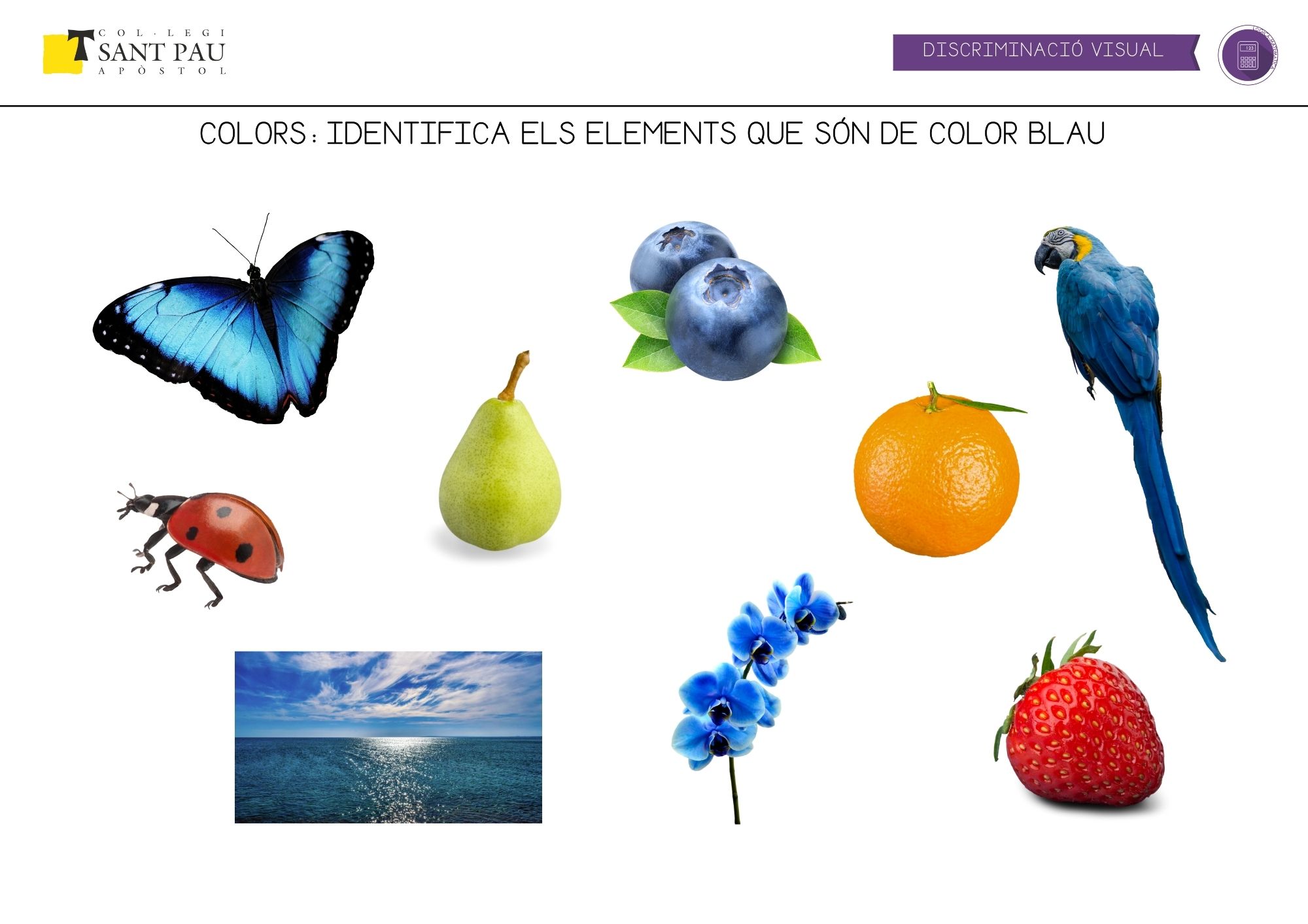 identifica els elements de color blau