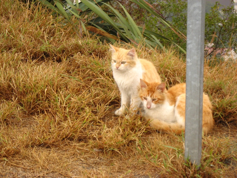 1911646673_86f3fb03f3_o