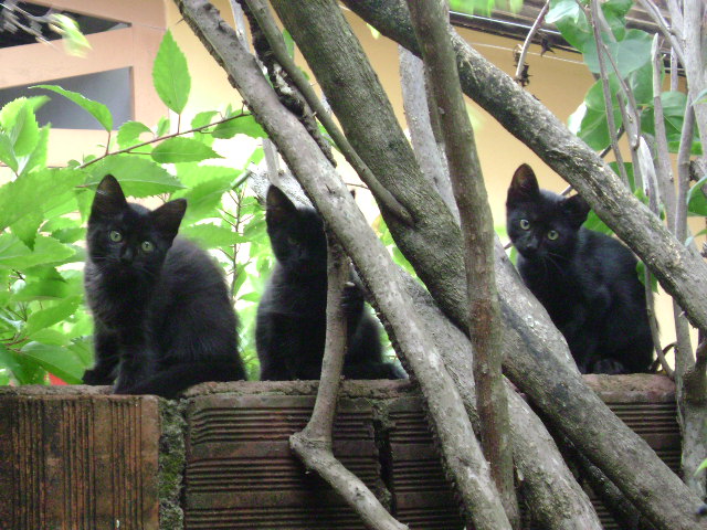 2374776390_ec942e4dd6_o