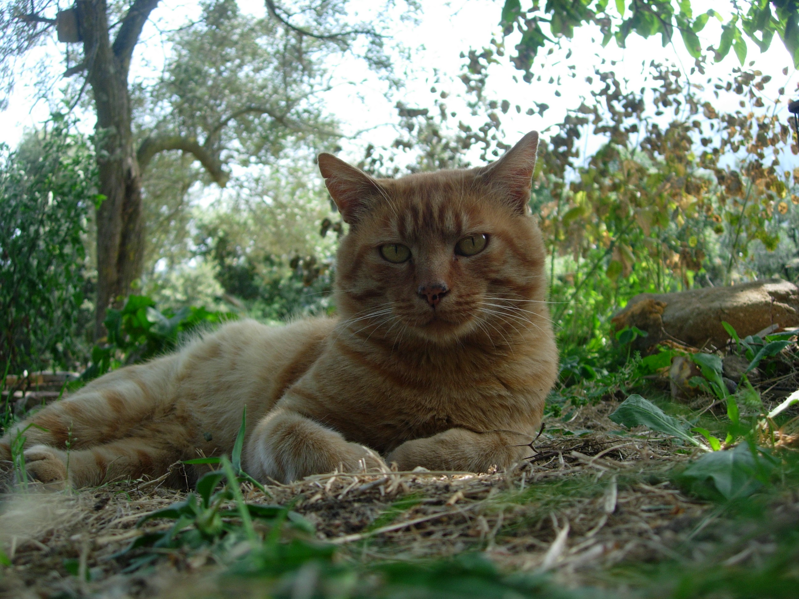 2730888513_5e482e3556_o