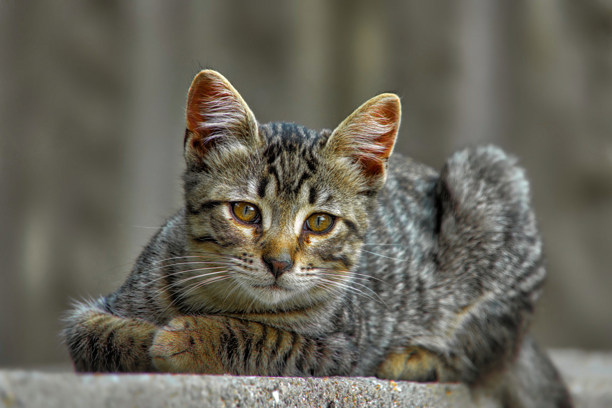 44859348721_278b55b689_o