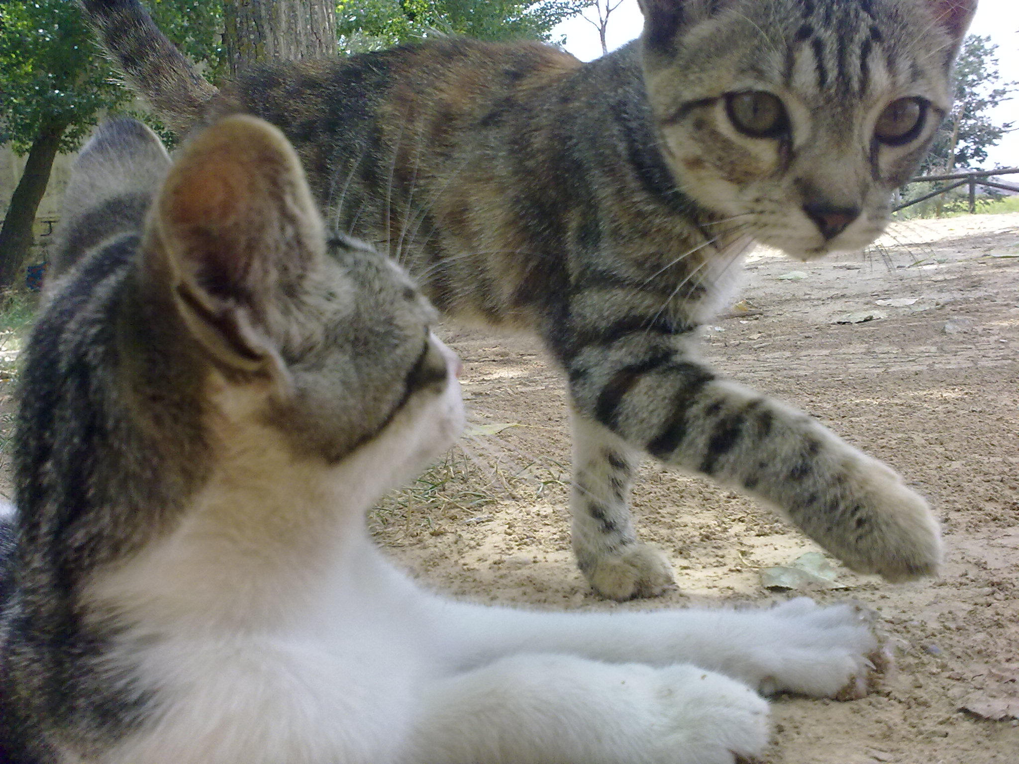 4956667940_2edb16082f_o