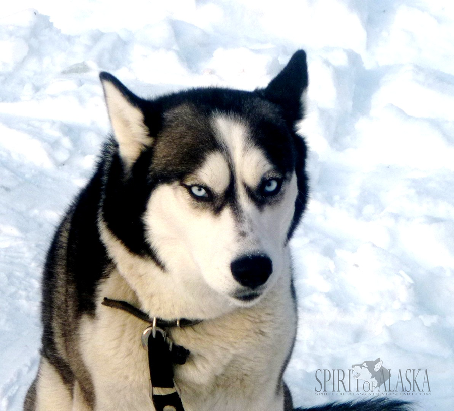 Husky d'Alaska