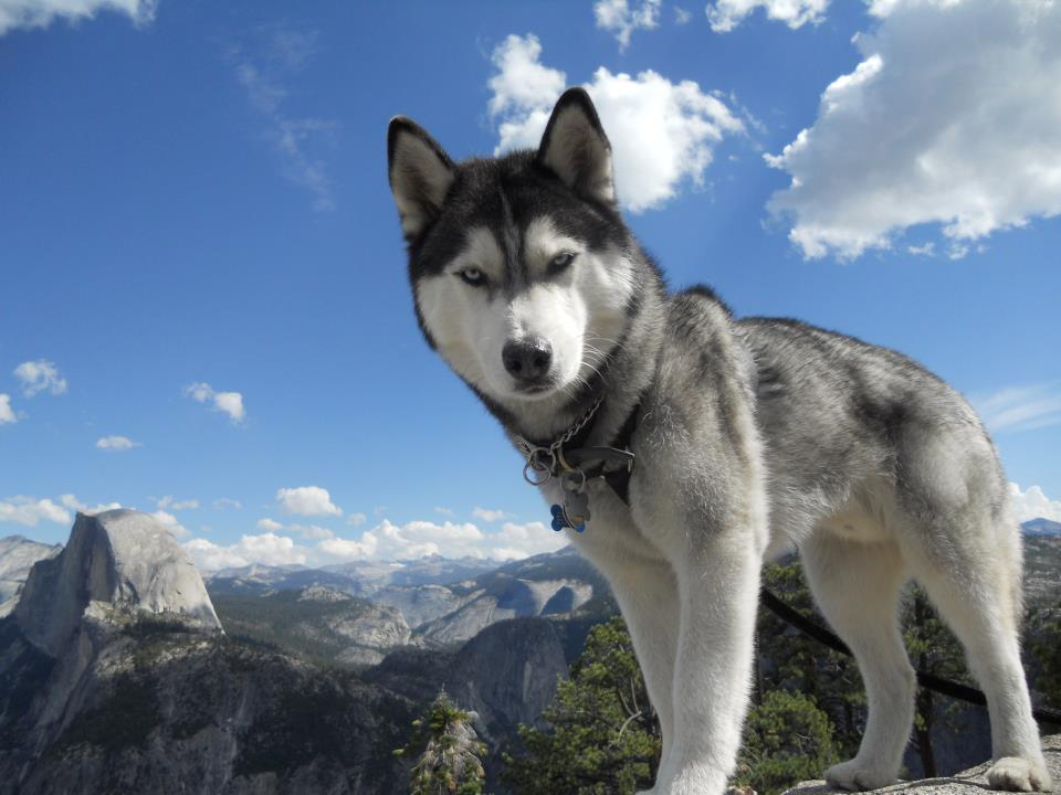 Husky siberià