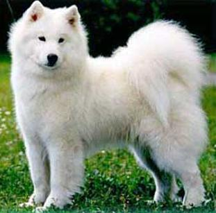 Samoyedo