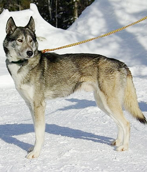 Seppala siberià