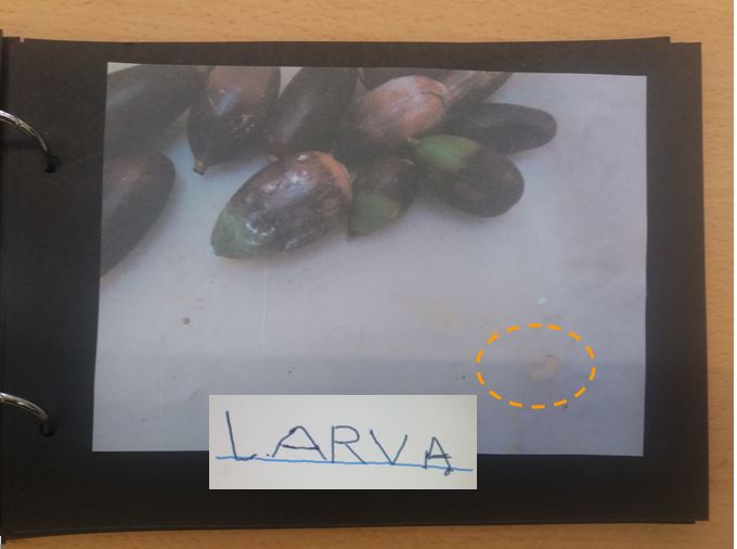 larva