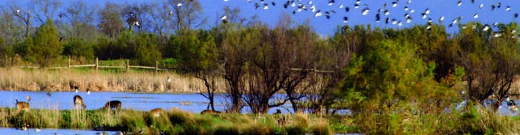 Treball de síntesi: els Aiguamolls de l'Empordà