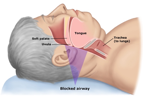 Anatomia de les vies respiratòries superiors