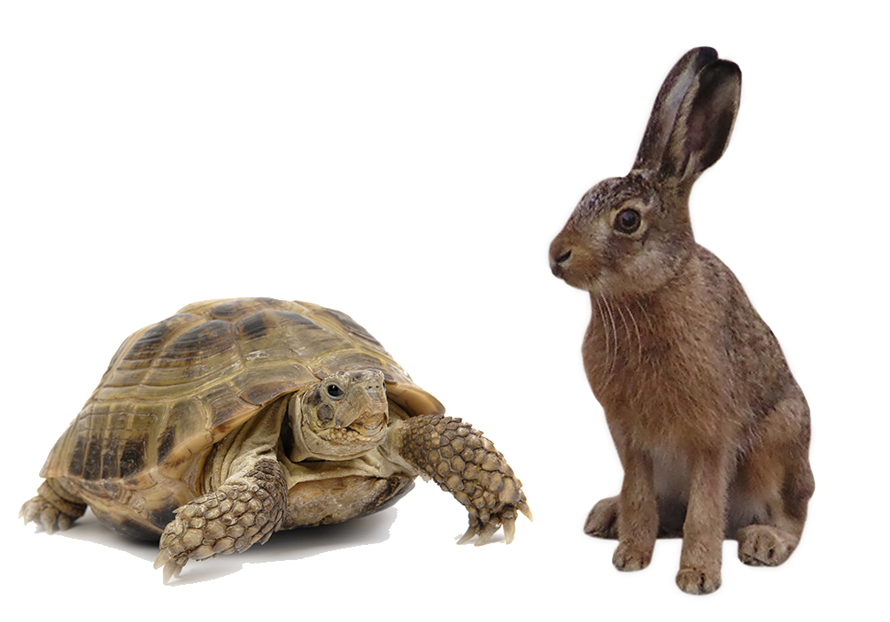 P5 The Tortoise And The Hare