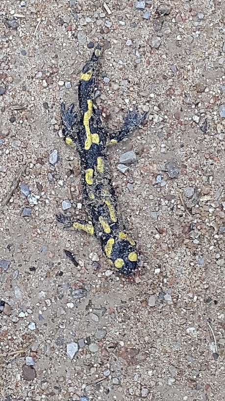 SALAMANDRA