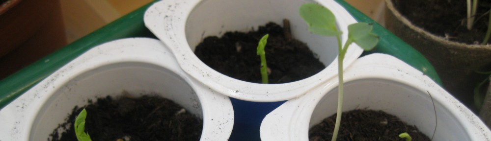 L'hort al Cicle Inicial