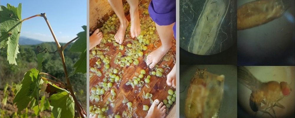 Elaboració del vi i la mosca de la fruita