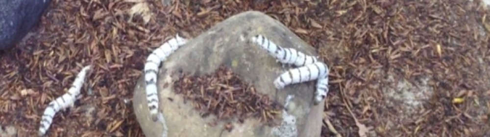 La vida. Realitat o ficció. Aprenem a ser crítics.