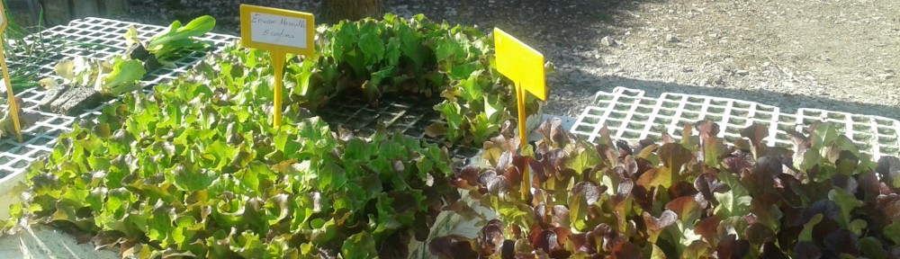 Distribuïm l'hort